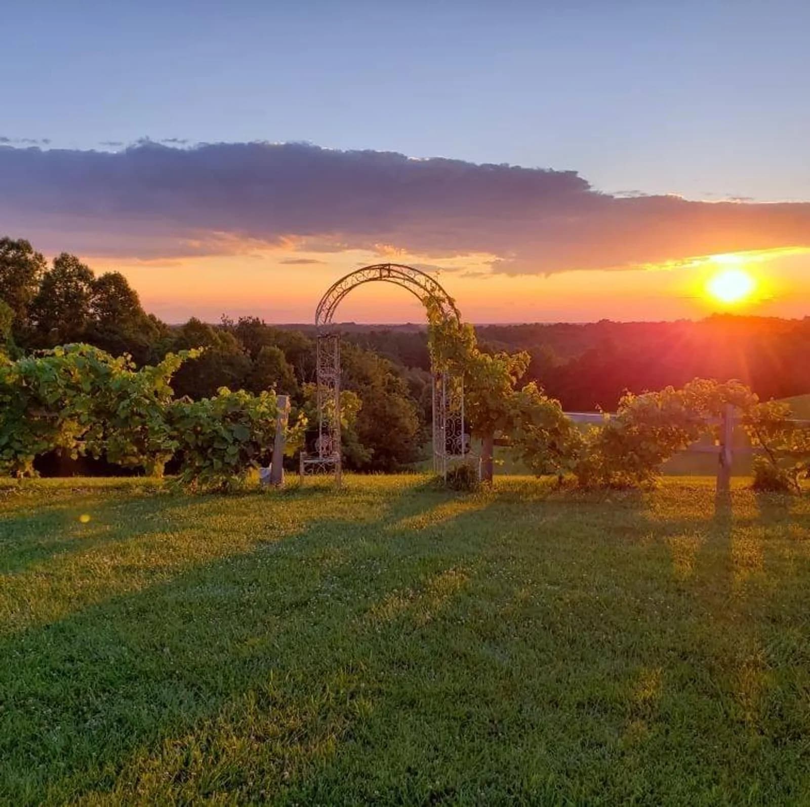 Sunset over a hilltop vineyard with a wrought-iron arbor